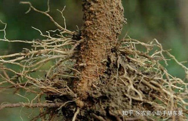 柑橘烂根是什么原因？柑橘烂果是什么原因？-第5张图片-优品飞百科