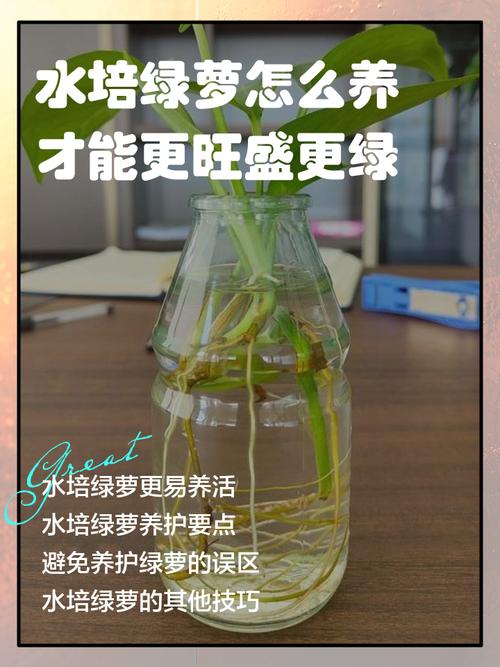 水培绿萝怎么养好看，水培绿萝该怎么养？-第3张图片-优品飞百科