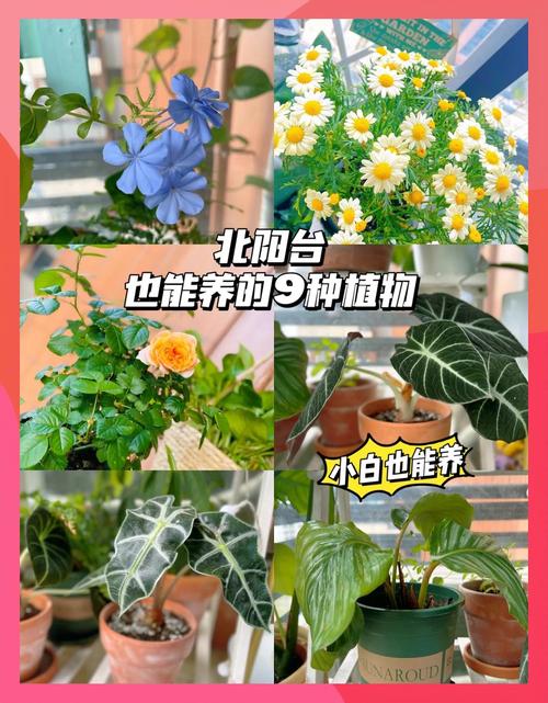 出门1个月，没有给这些花浇水，没想到长得更旺了！，一个月不浇水花会死吗？-第5张图片-优品飞百科