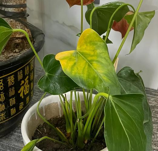 出门1个月，没有给这些花浇水，没想到长得更旺了！，一个月不浇水花会死吗？-第7张图片-优品飞百科