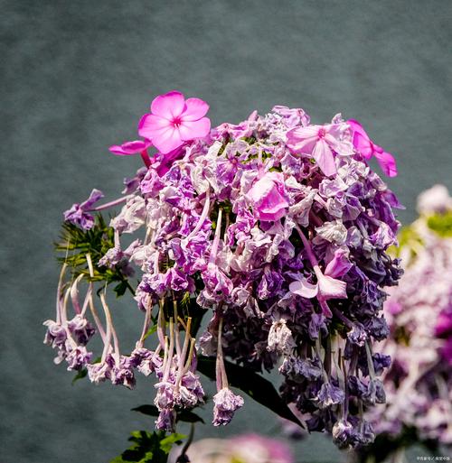 夕颜花的花语，夕颜花的花语和传说？-第1张图片-优品飞百科