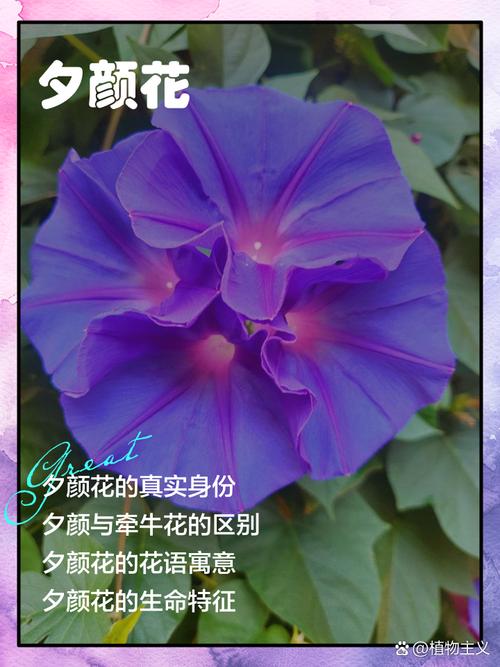 夕颜花的花语，夕颜花的花语和传说？-第3张图片-优品飞百科