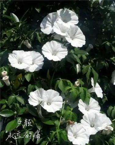 夕颜花的花语，夕颜花的花语和传说？-第4张图片-优品飞百科