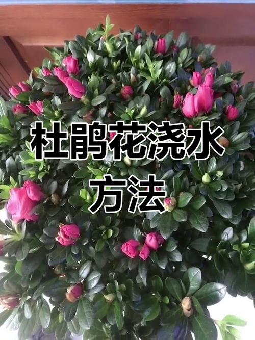 新买的杜鹃花怎么养？新买的杜鹃花怎么养才能开花？-第3张图片-优品飞百科