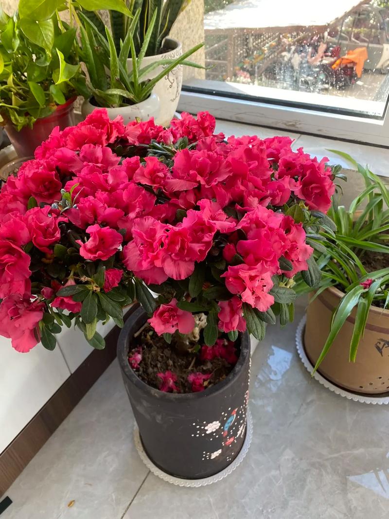 新买的杜鹃花怎么养？新买的杜鹃花怎么养才能开花？-第4张图片-优品飞百科