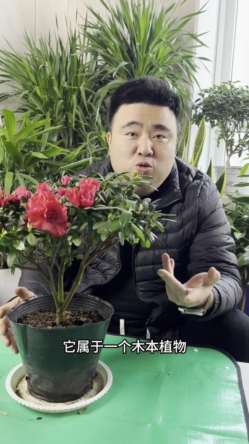 新买的杜鹃花怎么养？新买的杜鹃花怎么养才能开花？-第5张图片-优品飞百科