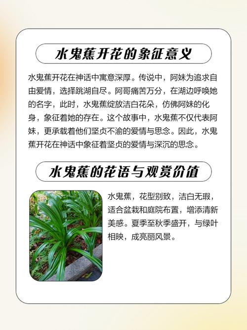 水鬼蕉什么时候开花？水鬼蕉开花后的花杆怎么办？-第5张图片-优品飞百科