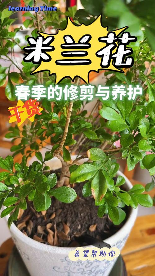 米兰的修剪时间及方法？米兰修剪注意事项？-第1张图片-优品飞百科