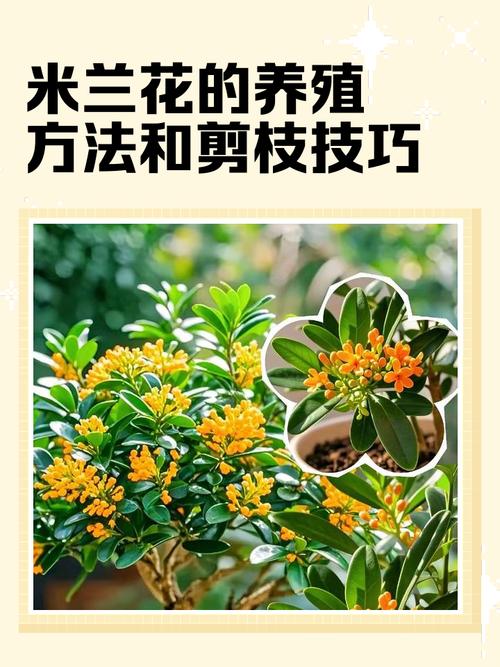 米兰的修剪时间及方法？米兰修剪注意事项？-第4张图片-优品飞百科