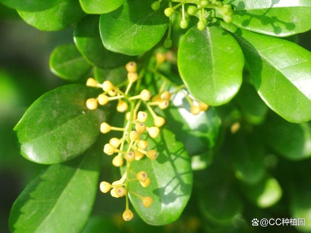米兰的修剪时间及方法？米兰修剪注意事项？-第5张图片-优品飞百科