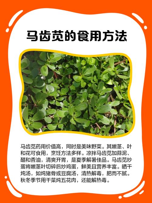 马齿苋的养殖方法？马齿苋怎么养殖方法？-第1张图片-优品飞百科