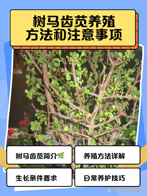 马齿苋的养殖方法？马齿苋怎么养殖方法？-第2张图片-优品飞百科