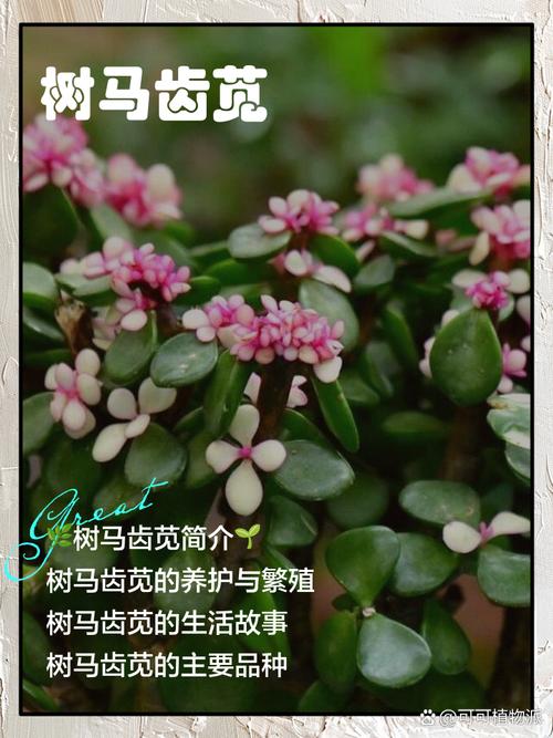 马齿苋的养殖方法？马齿苋怎么养殖方法？-第3张图片-优品飞百科