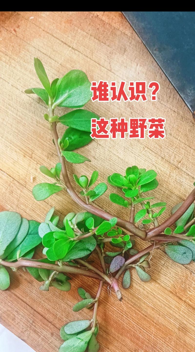 马齿苋的养殖方法？马齿苋怎么养殖方法？-第6张图片-优品飞百科
