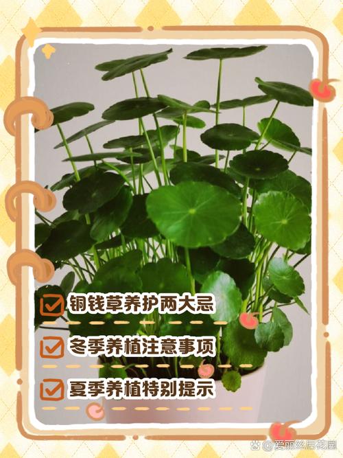 铜钱草的风水作用？养铜钱草的玄学？-第1张图片-优品飞百科