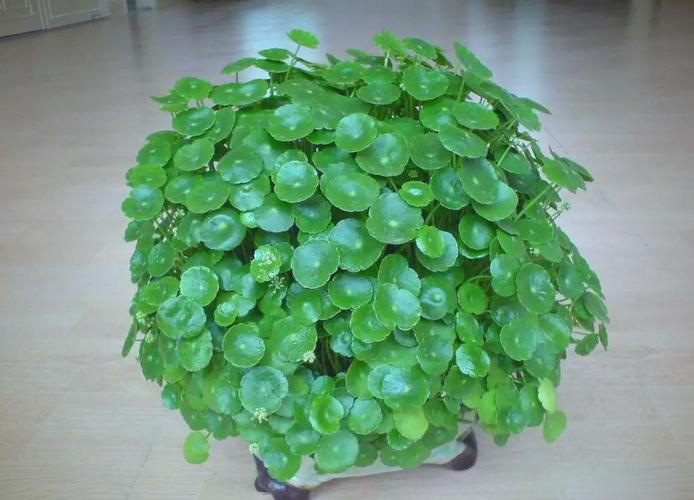 铜钱草的风水作用？养铜钱草的玄学？-第3张图片-优品飞百科