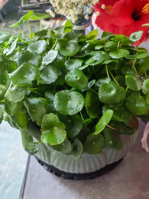 铜钱草的风水作用？养铜钱草的玄学？-第4张图片-优品飞百科