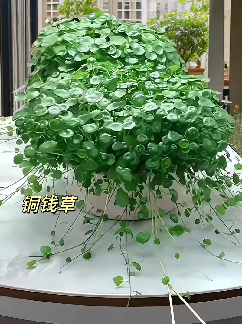 铜钱草的风水作用？养铜钱草的玄学？-第5张图片-优品飞百科