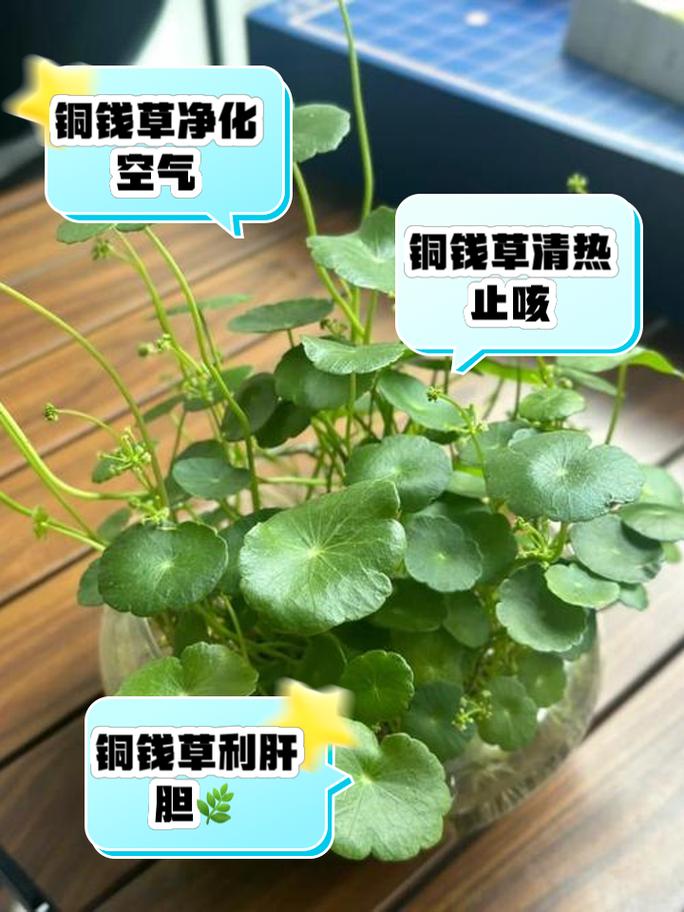 铜钱草的风水作用？养铜钱草的玄学？-第6张图片-优品飞百科