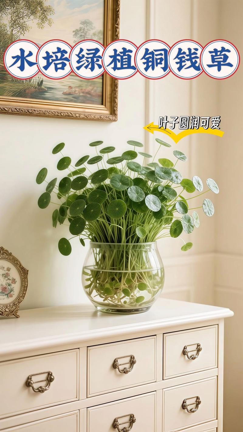 铜钱草的风水作用？养铜钱草的玄学？-第8张图片-优品飞百科