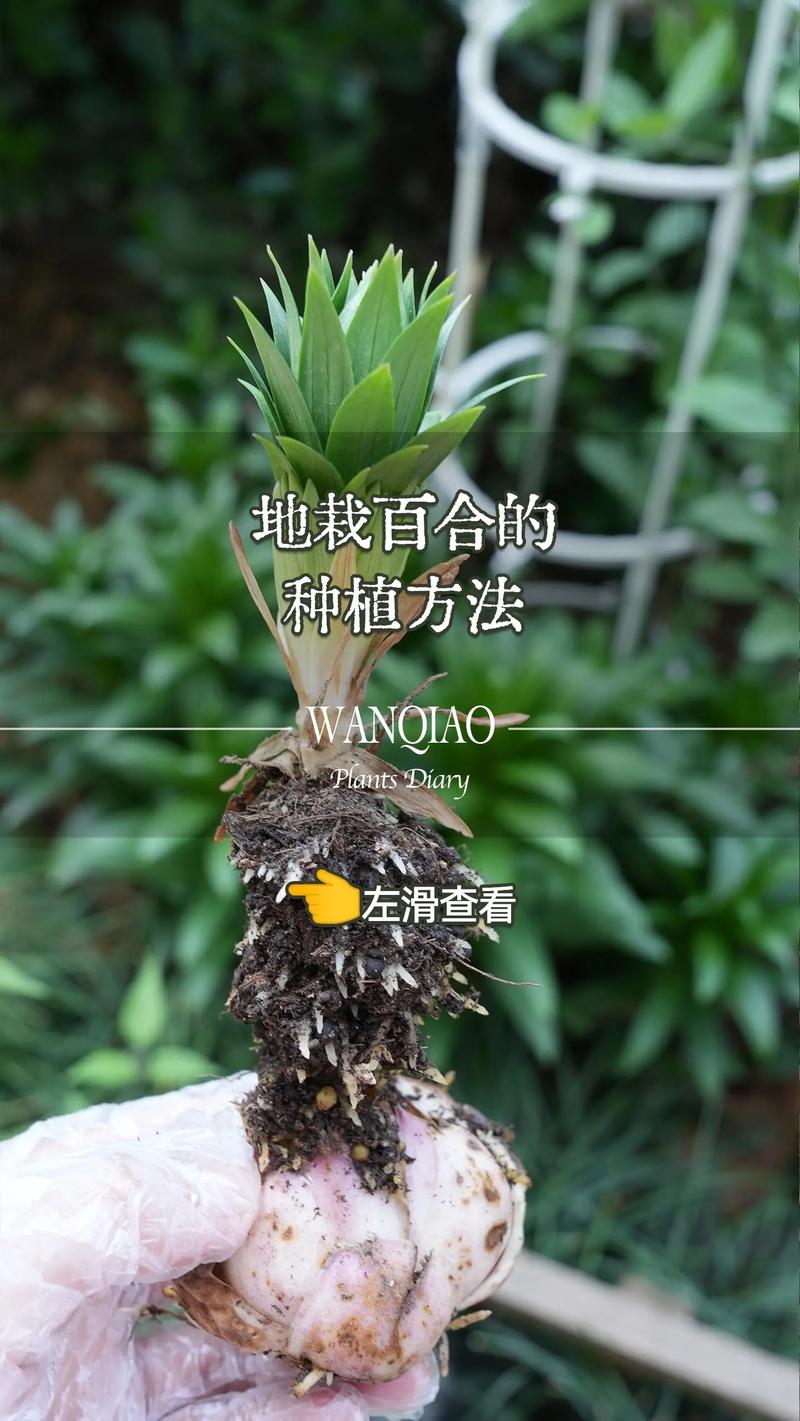 百合种植方法和时间，百合的种植技术和栽培方法