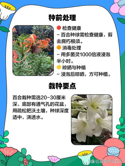 百合种植方法和时间，百合的种植技术和栽培方法-第2张图片-优品飞百科