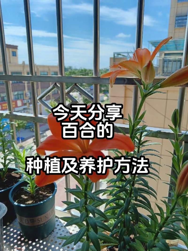 百合种植方法和时间，百合的种植技术和栽培方法-第3张图片-优品飞百科