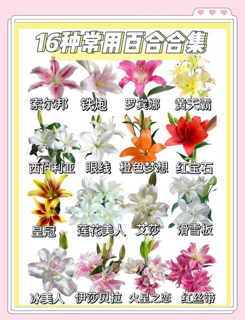 百合种植方法和时间，百合的种植技术和栽培方法-第4张图片-优品飞百科