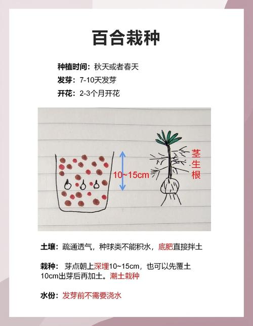 百合种植方法和时间，百合的种植技术和栽培方法-第5张图片-优品飞百科