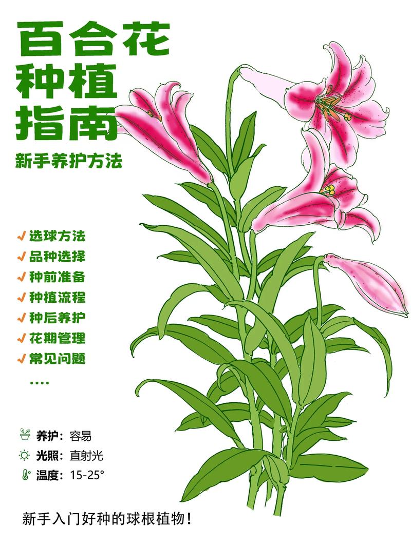 百合种植方法和时间，百合的种植技术和栽培方法-第6张图片-优品飞百科
