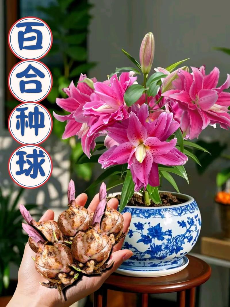 百合种植方法和时间，百合的种植技术和栽培方法-第7张图片-优品飞百科