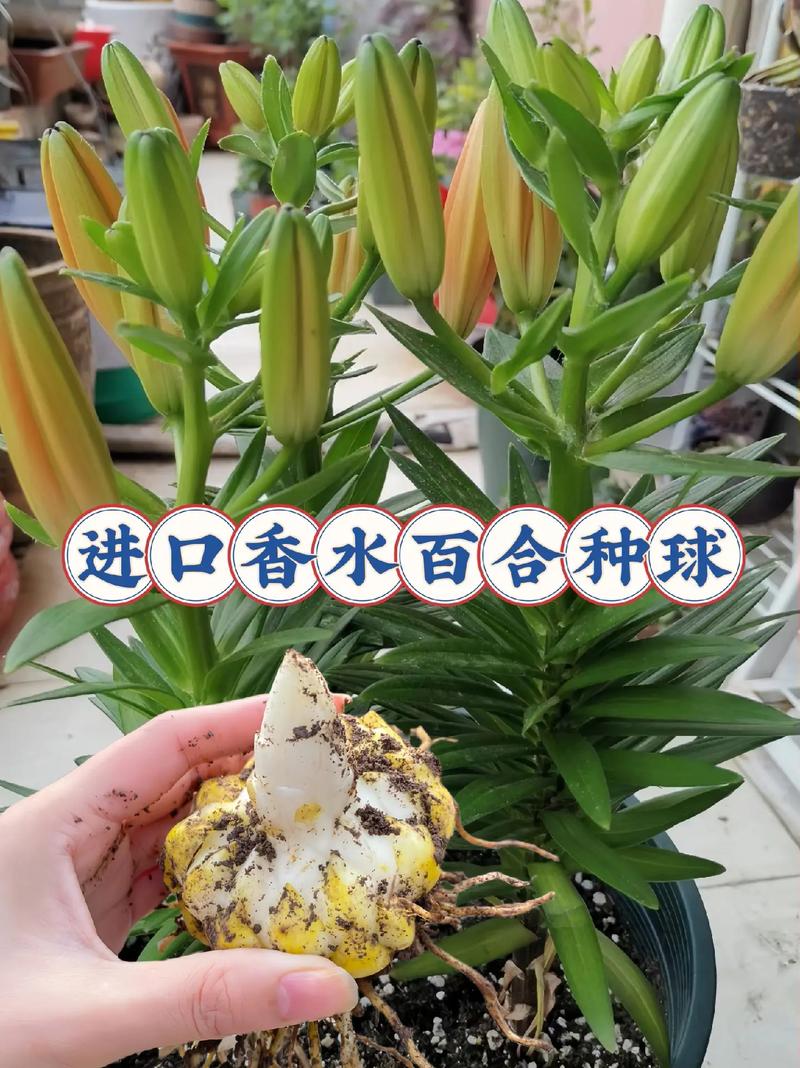 百合种植方法和时间，百合的种植技术和栽培方法-第8张图片-优品飞百科
