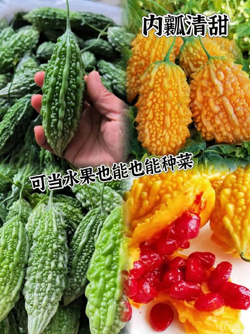 赖葡萄什么时候种？葡萄新品种排名前十？-第5张图片-优品飞百科