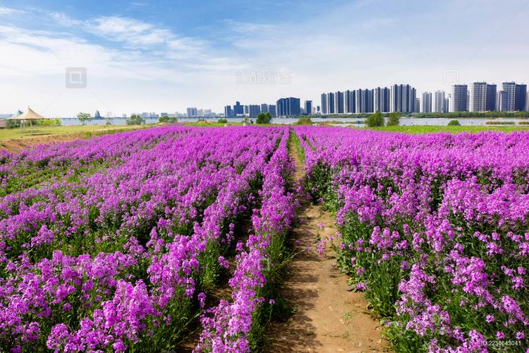 蓝香芥的作用是什么，蓝香芥图片大全大图-第4张图片-优品飞百科