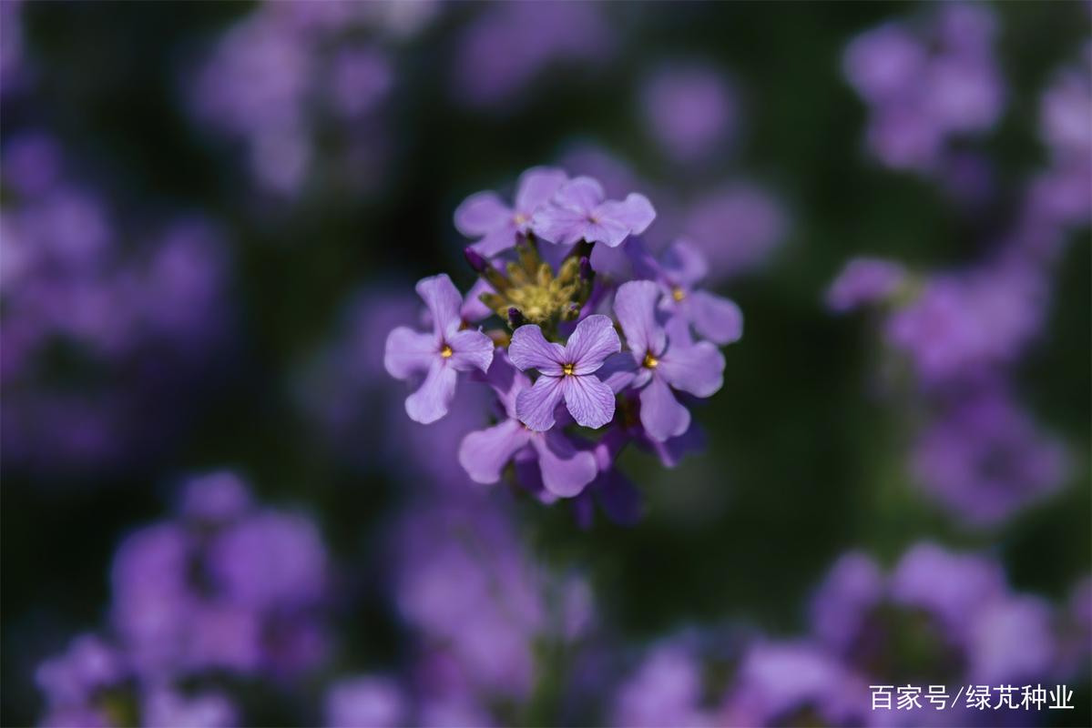 蓝香芥的作用是什么，蓝香芥图片大全大图-第5张图片-优品飞百科