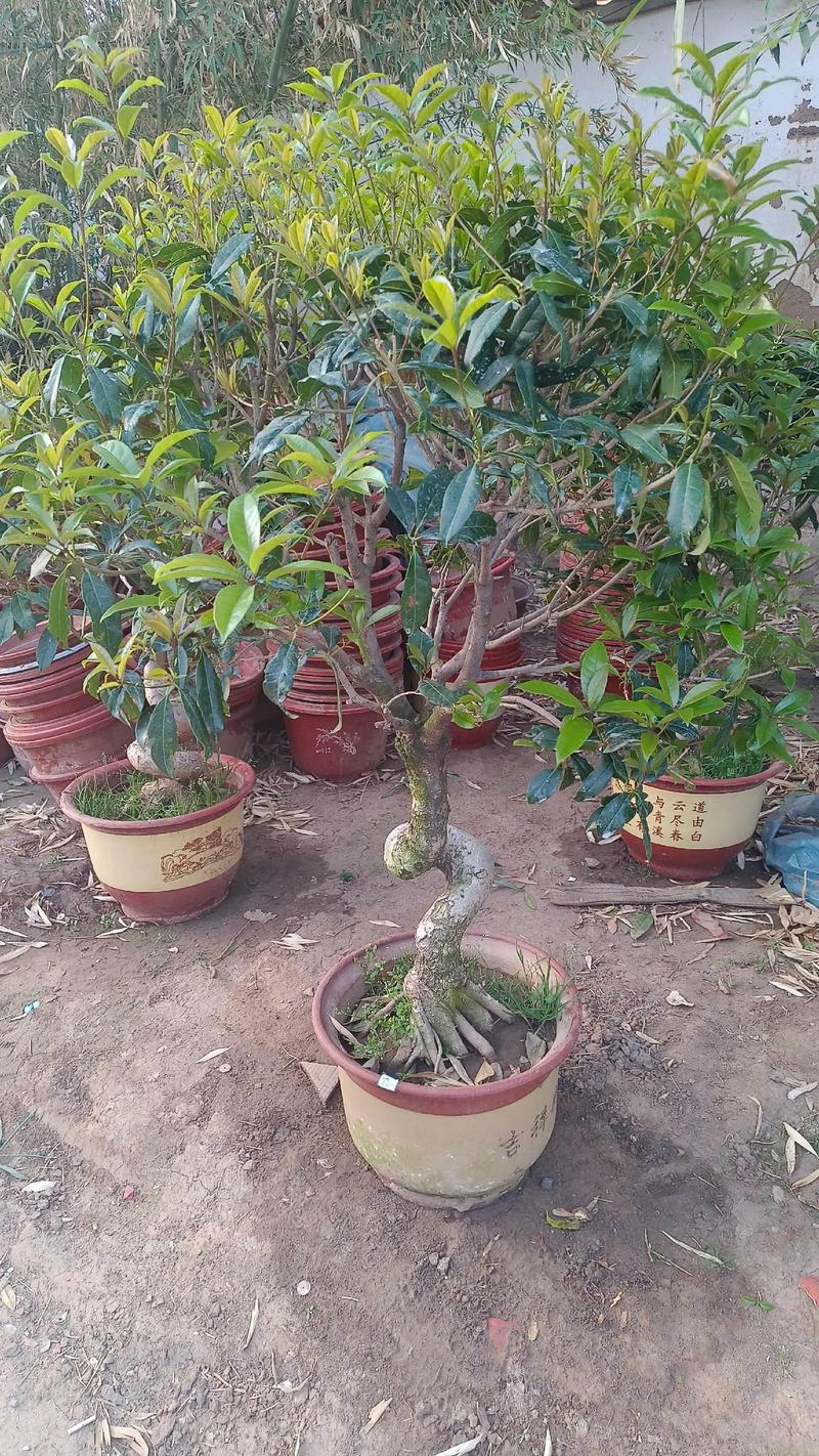盆景桂花怎么修剪？桂花盆景修剪方法？-第1张图片-优品飞百科