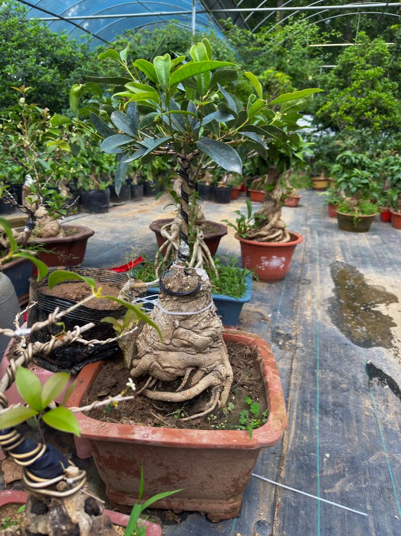 盆景桂花怎么修剪？桂花盆景修剪方法？-第2张图片-优品飞百科