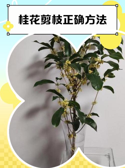 盆景桂花怎么修剪？桂花盆景修剪方法？-第3张图片-优品飞百科