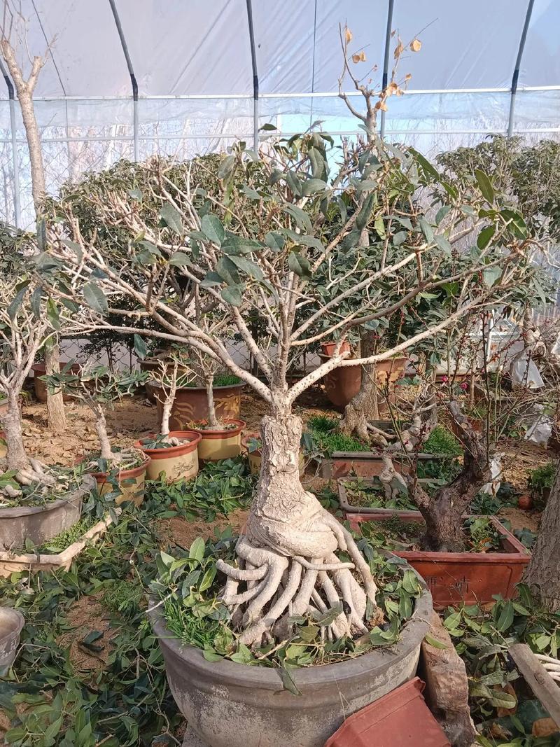 盆景桂花怎么修剪？桂花盆景修剪方法？-第4张图片-优品飞百科