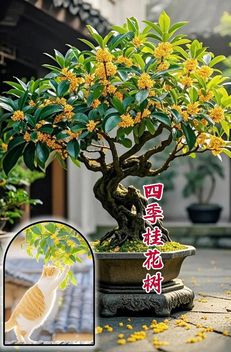 盆景桂花怎么修剪？桂花盆景修剪方法？-第5张图片-优品飞百科