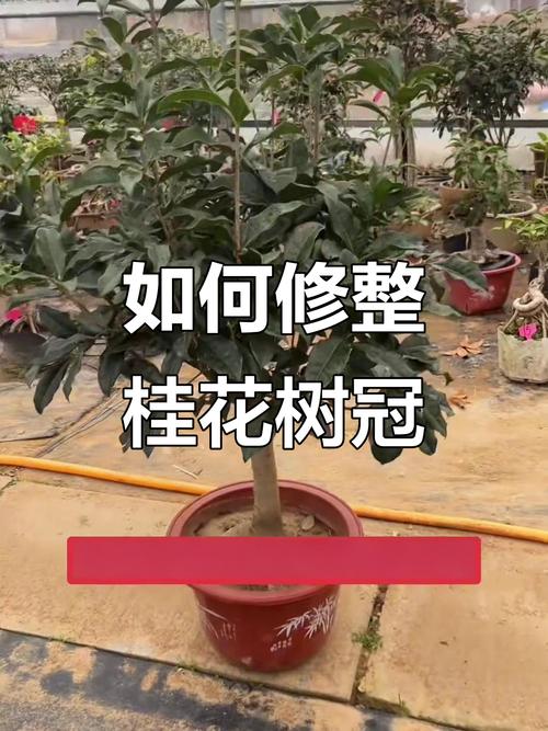 盆景桂花怎么修剪？桂花盆景修剪方法？-第6张图片-优品飞百科