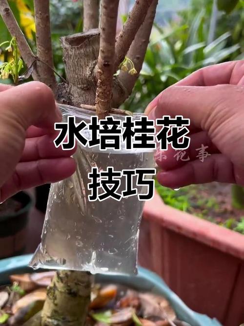盆景桂花怎么修剪？桂花盆景修剪方法？-第7张图片-优品飞百科