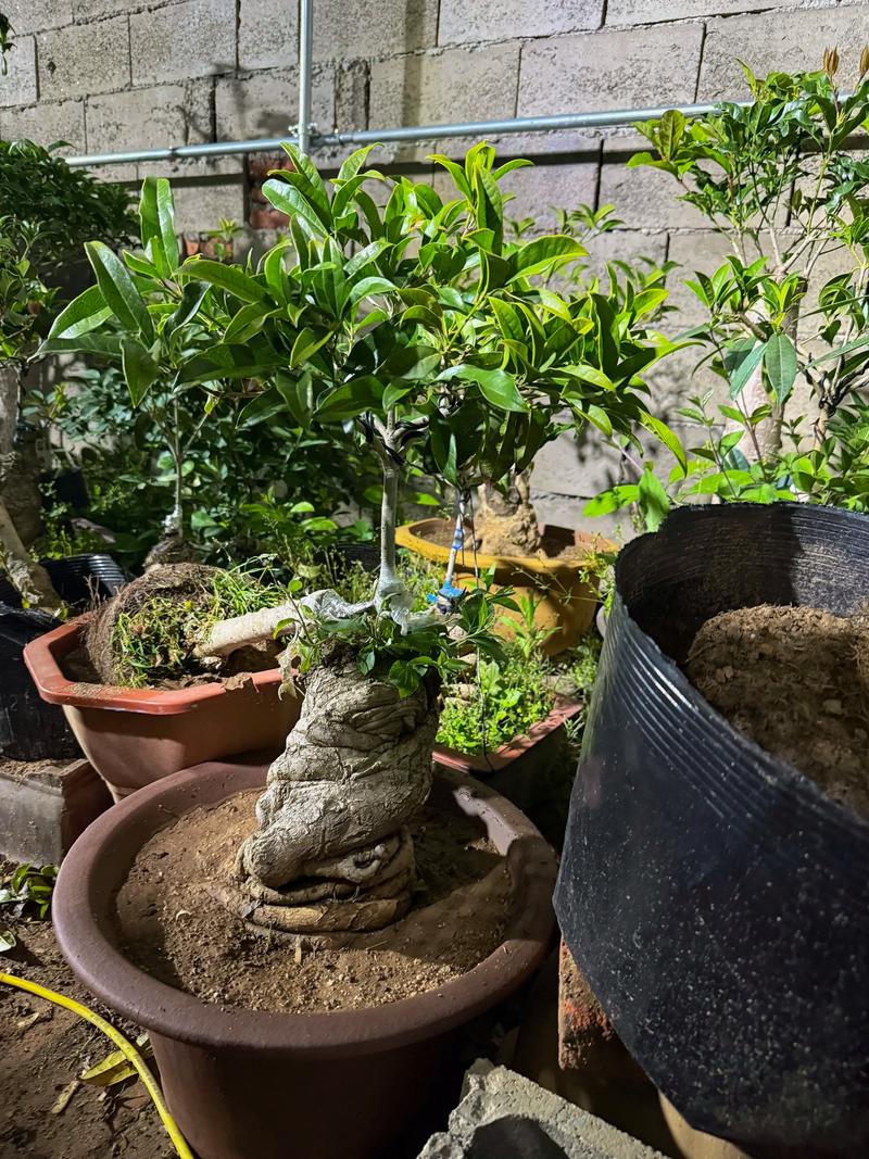 盆景桂花怎么修剪？桂花盆景修剪方法？-第8张图片-优品飞百科