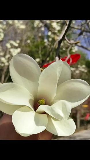 玉兰花象征着什么，玉兰花象征着什么意义-第2张图片-优品飞百科