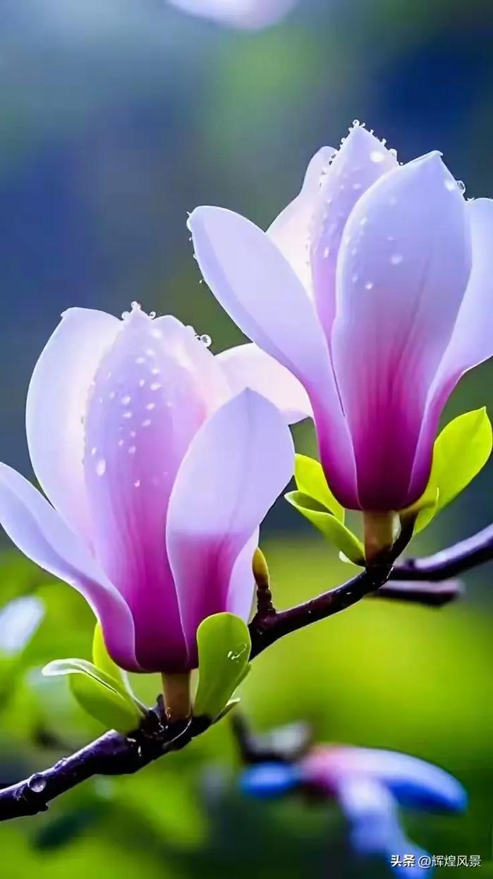 玉兰花象征着什么，玉兰花象征着什么意义-第3张图片-优品飞百科