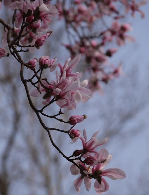 玉兰花象征着什么，玉兰花象征着什么意义-第4张图片-优品飞百科