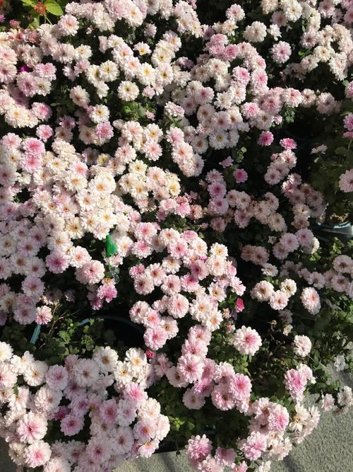 多头菊盆栽的养殖方法，多头菊适合在家养吗-第1张图片-优品飞百科