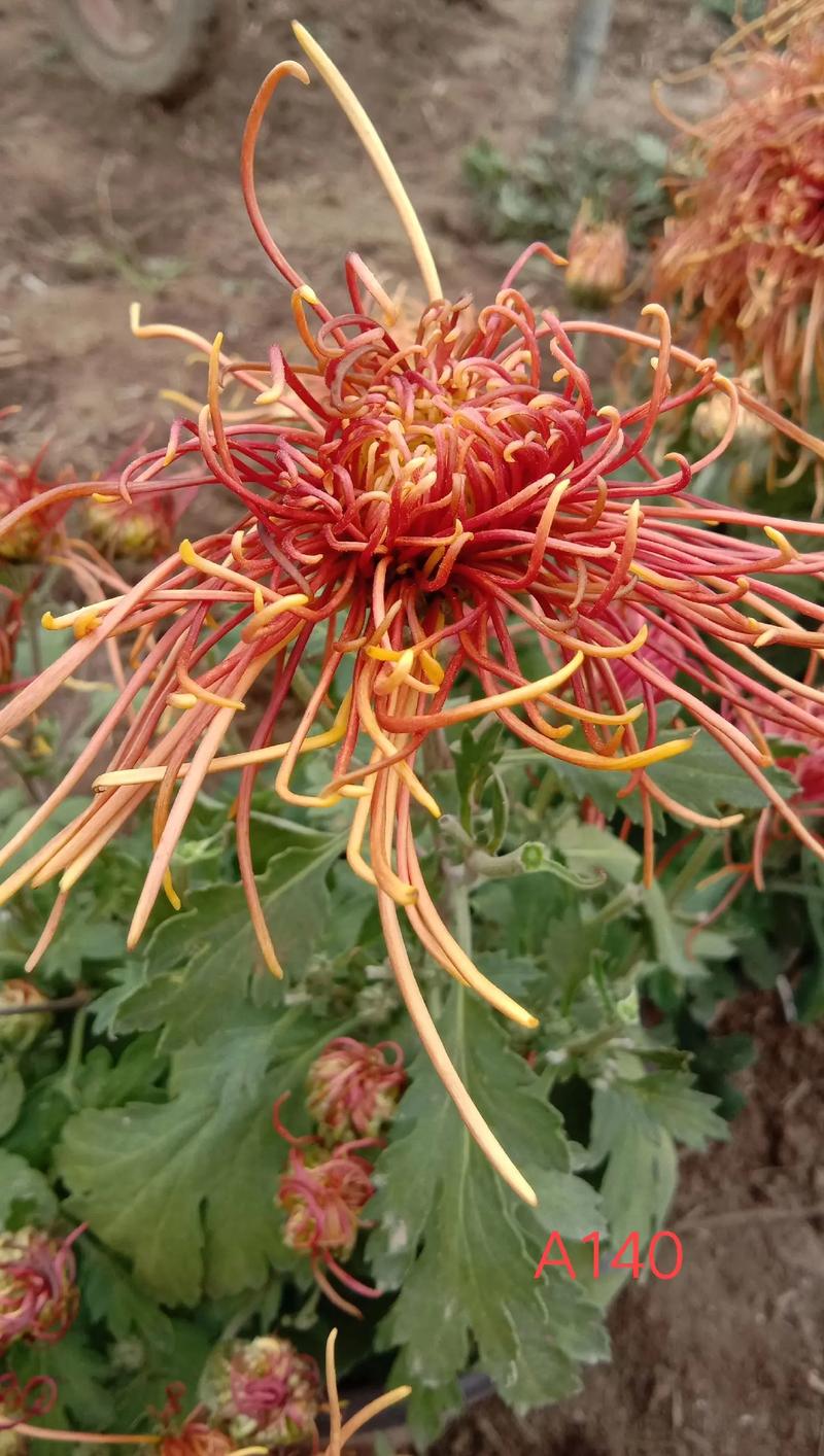 多头菊盆栽的养殖方法，多头菊适合在家养吗-第3张图片-优品飞百科