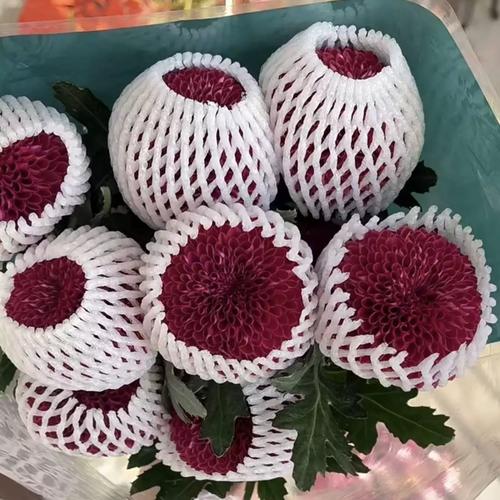 多头菊盆栽的养殖方法，多头菊适合在家养吗-第4张图片-优品飞百科