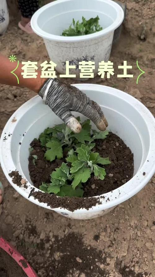 多头菊盆栽的养殖方法，多头菊适合在家养吗-第5张图片-优品飞百科